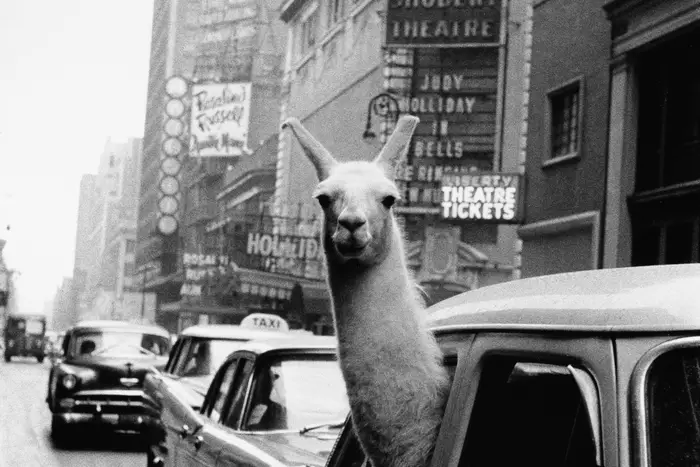 Inge Morath, Llama in Times Square, silver print, 1957, printed circa 1985. Estimate $2,500 to $3,500. (Courtesy of <a href="http://www.swanngalleries.com/">Swann Galleries</a>)